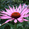 Echinacea, Röd solhatt. 90 kapslar, veganska