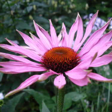 Echinacea, Röd solhatt. 90 kapslar, veganska - vitaminone.se