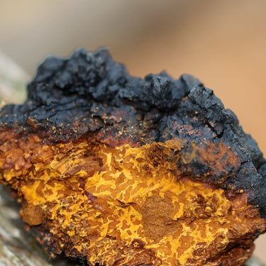 Chaga, Veganska, booster för minne och anti-åldrande, 60 kapslar - vitaminone.se