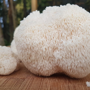 Lions Mane, 60 kapslar. Veganska. Mind Booster - vitaminone.se