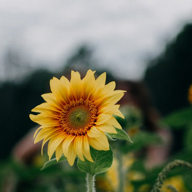 D-Vitamin D3 2000 IU, 50 mcg, 60 stk. Mjuk gel - vitaminone.se