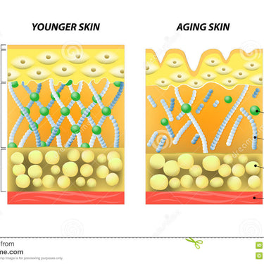 Kollagen, Bovine med C-vitamin, Blåbärsmak. 200 gr. - vitaminone.se
